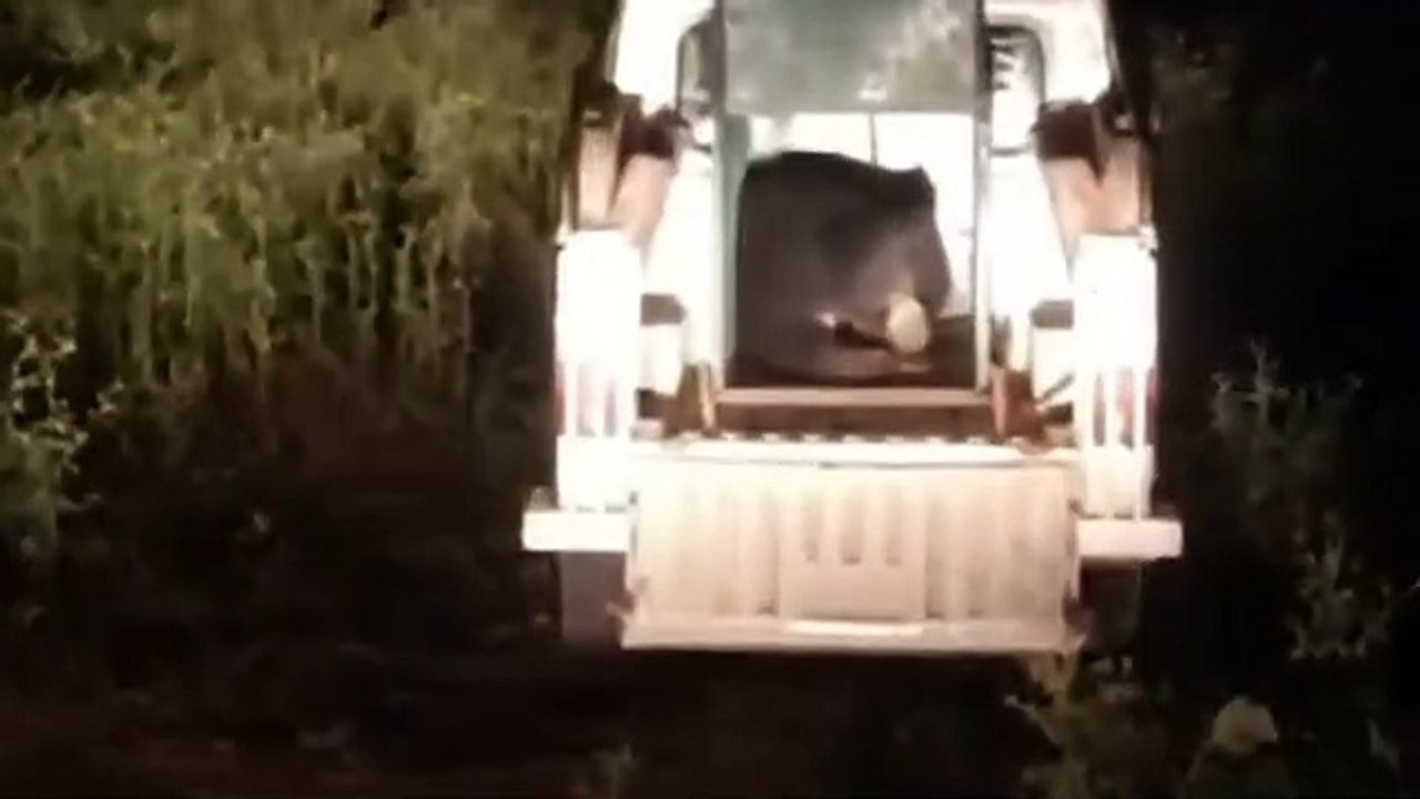 Jalore brought three bears from Sirohi to Sariska a few months ago