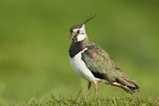 Endangered lapwing make a comeback to Co Down bog thanks to conservation efforts