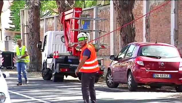 Alberi a rischio, molti saranno abbattuti