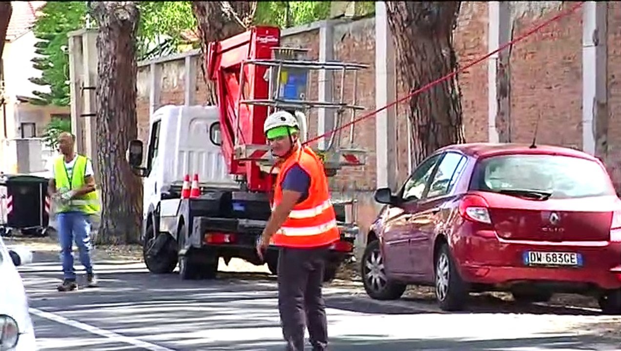 Alberi a rischio, molti saranno abbattuti