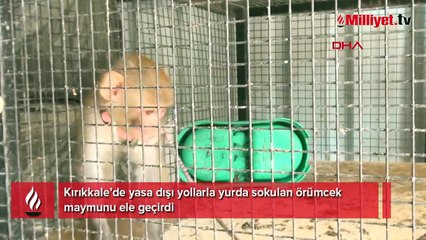 Yer: Kırıkkale! Örümcek maymunu böyle ele geçirildi