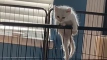 Hasty kitten puts a bit too much trust in its nonexistent wings!