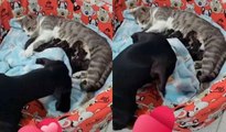 Niedliches Video: Kleiner Hund deckt Katzenbabys zu und schmilzt Herzen im Internet