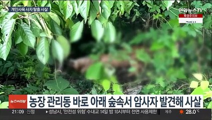 Tải video: 고령 목장서 키우던 암사자 탈출했다 사살…주민들 '불안'