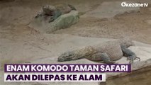 Enam Komodo Hasil Kembang Biak di Taman Safari akan Dilepas ke Habitatnya