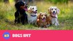 4k Dogs| Puppies beautiful animal moments fun Video with cute dog sounds