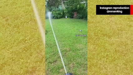 Vídeo hilário: compilação junta cães trapalhões e gatos violentos