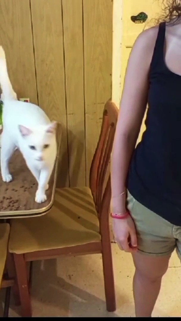 ⁣Deaf Cat Politely Asks For Pets