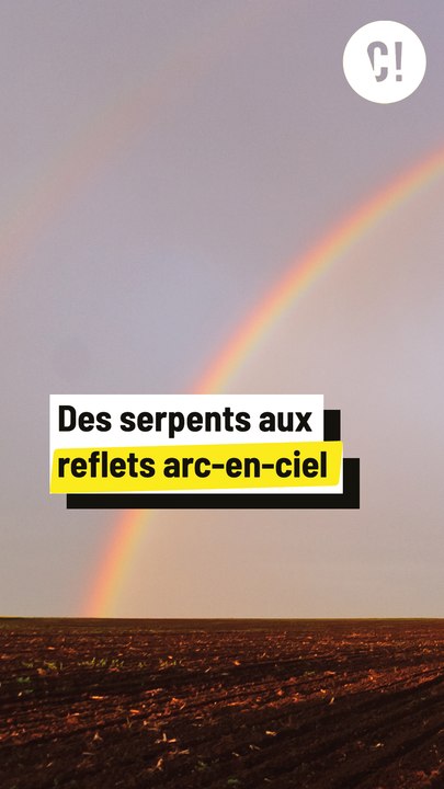 Des serpents aux reflets arc-en-ciel ?!