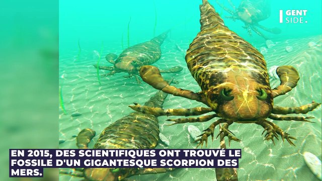 Découverte d'un fossile de scorpion des mers de plus d'1,5 mètre