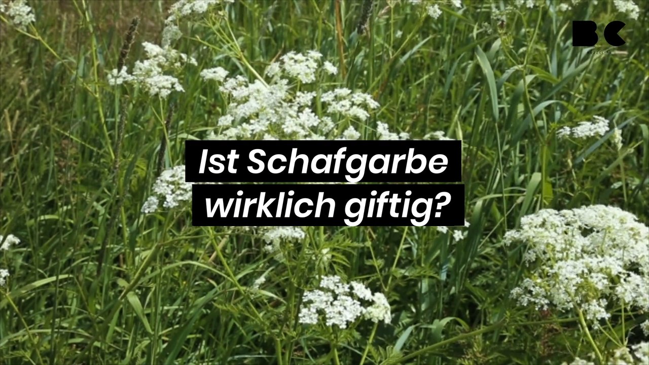 Ist schafgarbe wirklich giftig?