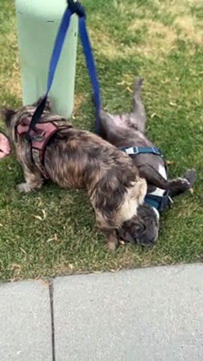 Less Of A Walk, More Of A Dragging Back Scratch