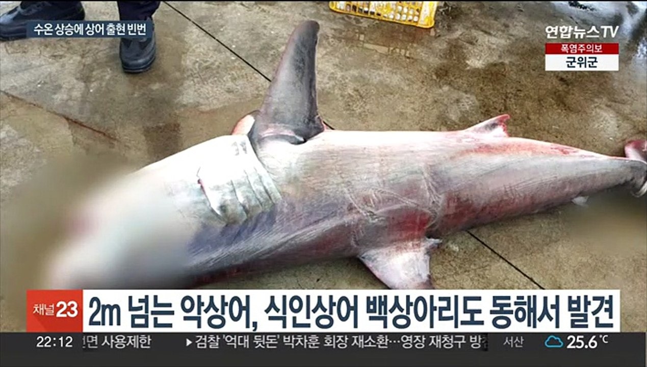 동해 출몰 잦아지는 상어, 왜?…난류 이동·수온 상승 영향