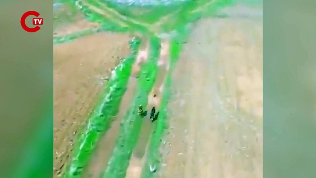 A rabbit manages to dodge and escape from two dogs after a thrilling chase