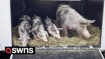 Mother pig and her piglets feel grass for the first time after being kept in a concrete pen for three years