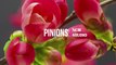 Pinions - Freedom Trail Studio  Jazz Music, Bright Music, Comedy Music, Happy Music