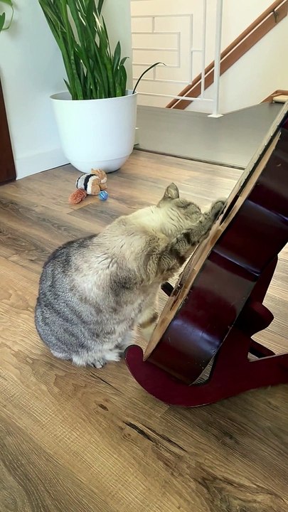 Cat Plays The Guitar