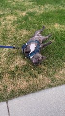 Less Of A Walk, More Of A Dragging Back Scratch