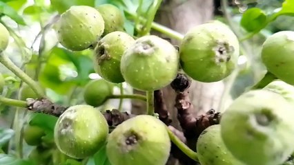 বাংলা চটি গল্প | গোপনে দেখুন