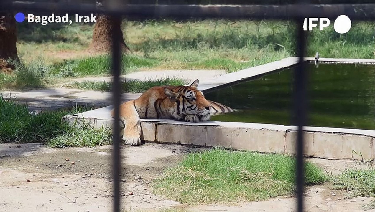 Au zoo de Bagdad, par 50 degrés, les tigres de Sibérie tirent la langue