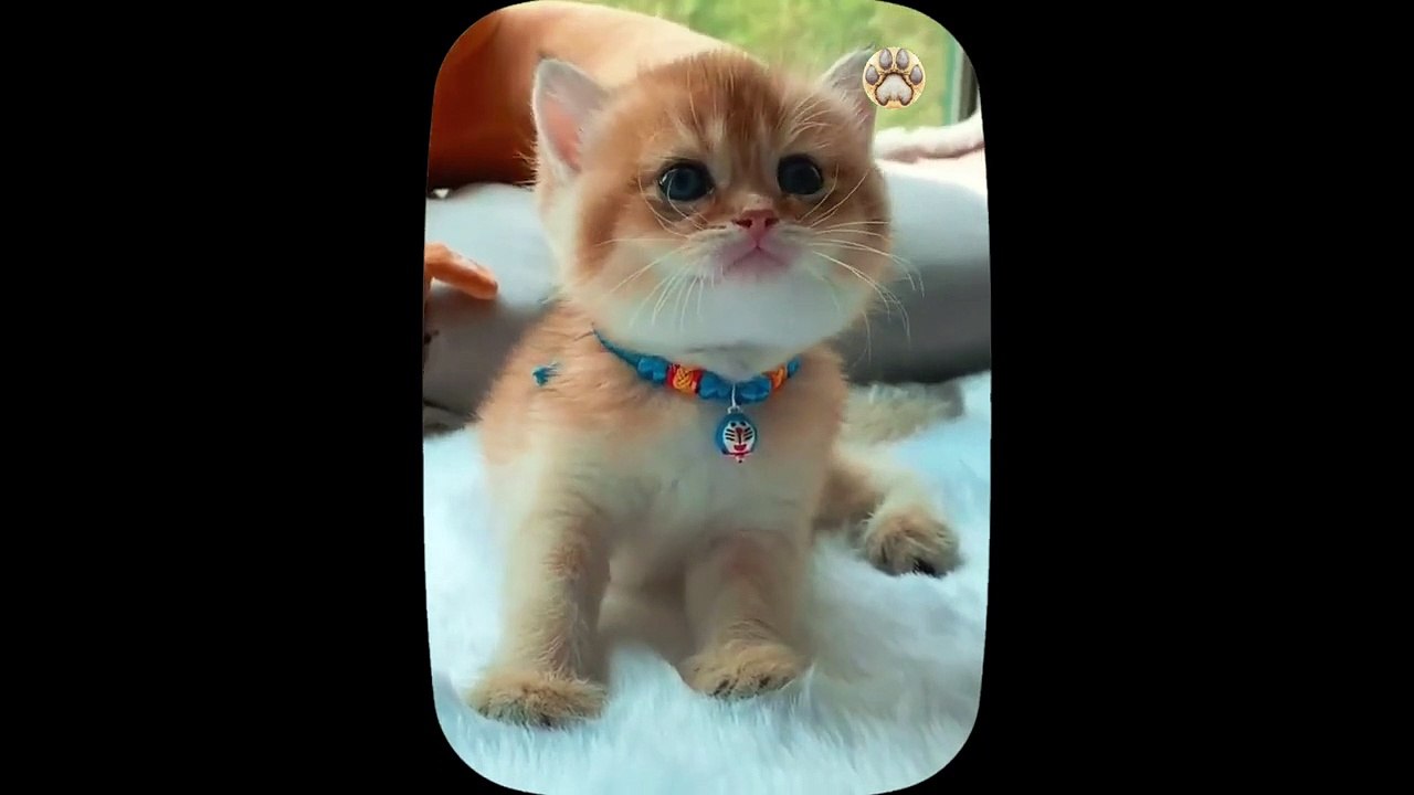 Cute little cat  animals 2023 _ Part 26