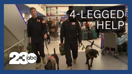 Cadaver dogs from Southern California fire departments headed to Maui