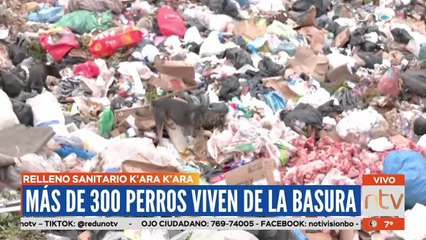 "¡Dolorosa realidad!": Más de 300 perros viven en medio de la basura y el abandono en K'ara K'ara