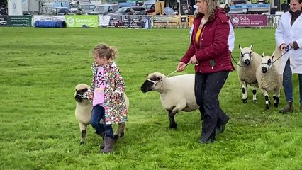 Chepstow Show sheep parade