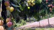 বাংলা চটি | The view of litchi Beautyful Garden Really nice and beautyful