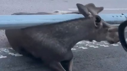 Helpless moose finds himself in BEASTLY trouble after getting stuck under barriers