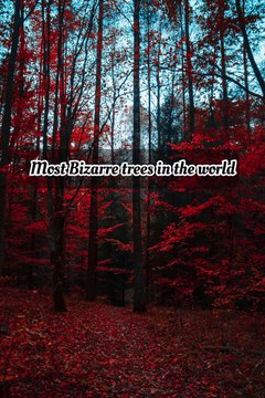 Most Bizarre trees around the world✨