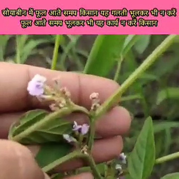 सोयाबीन में फूल आते समय यह गलती न करें किसान