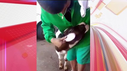 Afinal, não era uma vaca, mas o bezerro "Tufão" no Corcel