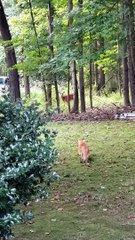 When Your House Cat Thinks He's a Fierce Lion