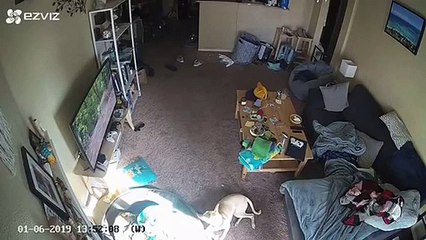 Ce chien détruit la TV en chassant un écureuil dans une émission