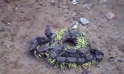 Ce serpent regrette déjà s'en être pris à un porc-épic