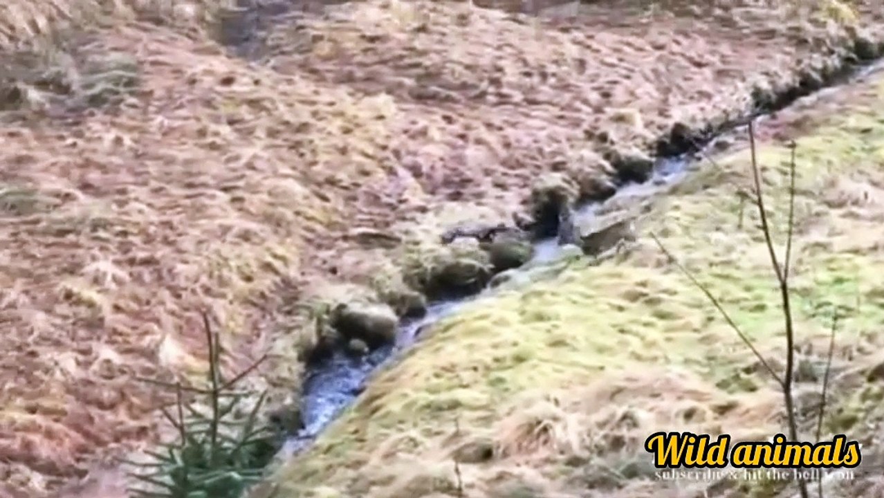 Wild animals...