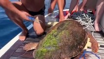 Le capitaine du bateau d'excursion a sauvé la caretta caretta avec une ligne de pêche et un hameçon en sautant dans la mer