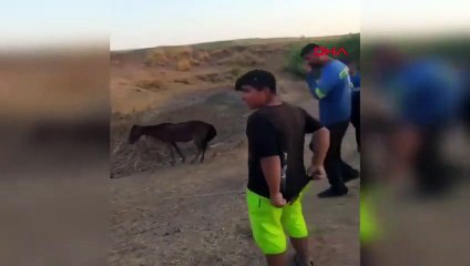 Le cheval coincé dans le marais de Siirt a été sauvé par les villageois