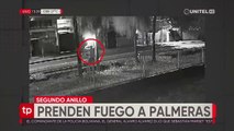 Cámaras captan a sujeto prendiendo fuego a dos palmeras en el segundo anillo