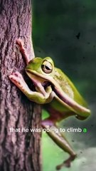 A Frog Story : Be Deaf to Negative Thoughts