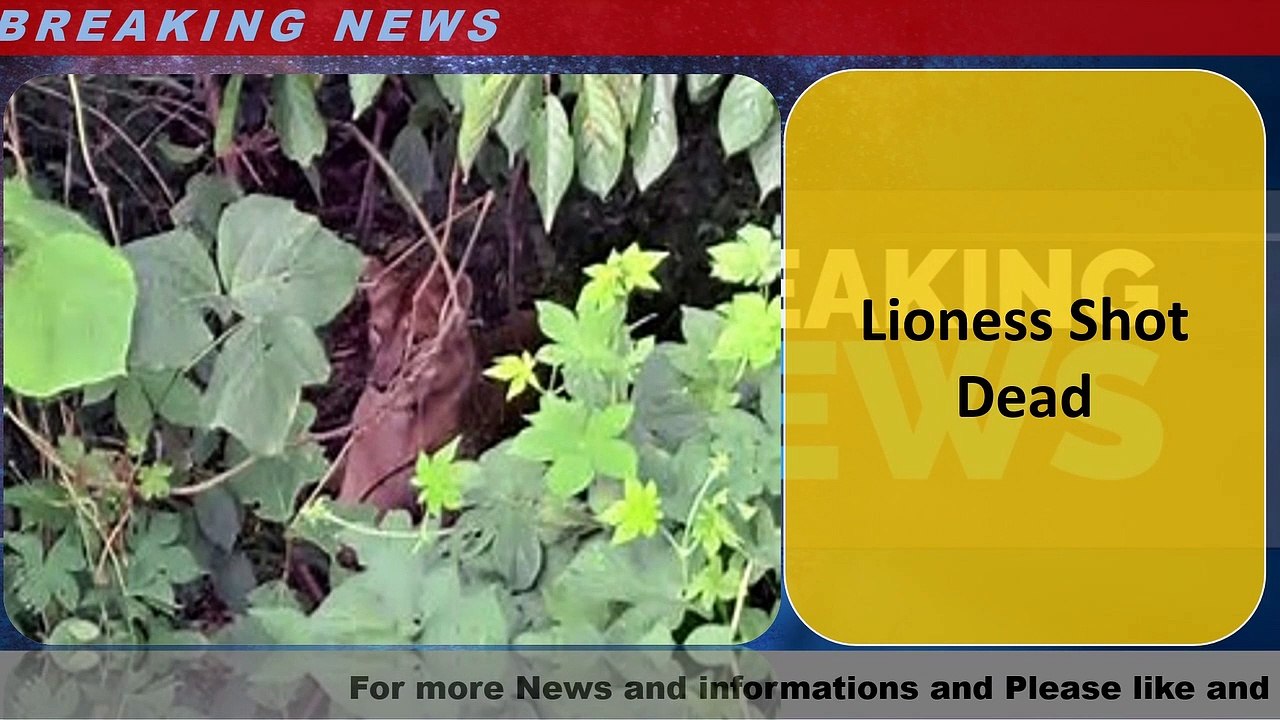 Lioness Shot Dead