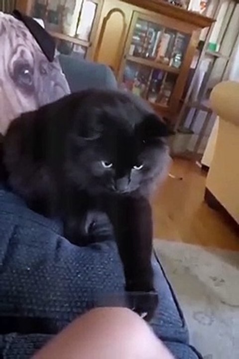 funniest-cats-and-dogs-funny-animal-videos-30