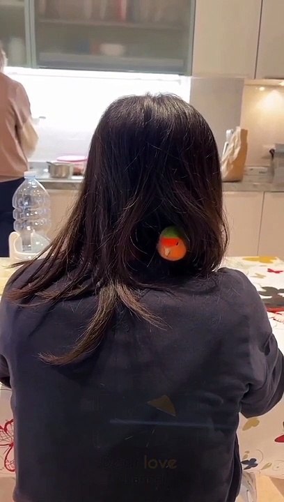 Parrot hairy nest