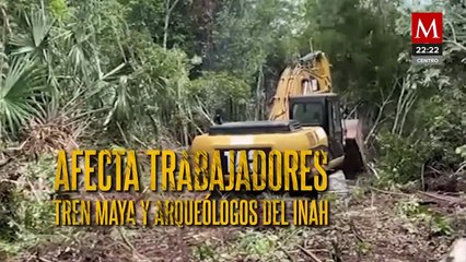 Impacto de la picadura de la "mosca chiclera" en trabajadores del Tren Maya
