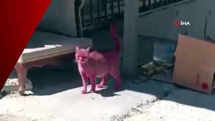 Kediyi pembeye boyayıp sokağa saldılar