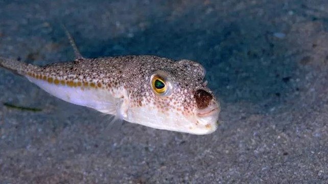 Prof. Dr. Mehmet Gökoğlu: İstilacı tür sayısı 5 yıl içinde 90'a çıkacak