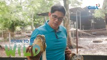 Doc Nielsen Donato discovers an injured reticulated python in his farm | Born to be Wild