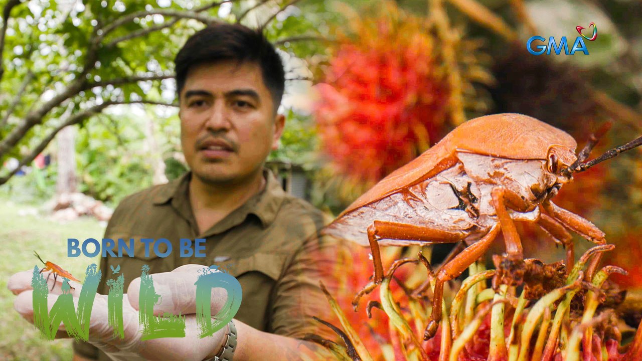 Toxin-filled liquid released by the lychee stink bug | Born to be Wild