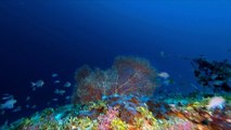 Coral and fish found in unexpected areas of Coral Sea